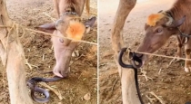 Buffalo-attacks-snake-viral-video