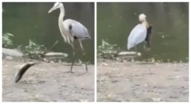 Crane-saves-fish-video-goes-viraltg