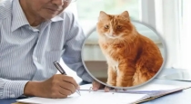 Chinese-man-leaves-property-for-cat-care