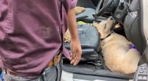Dog-dies-in-hot-car-brindavan-incident