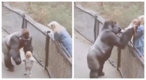 Gorilla-rescues-baby-emotional-viral-video