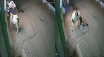 Street-cow-attack-sambhal-viral-cctv
