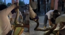 giant-python-in-bijnor-temple-creates-panic