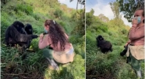 Uganda-mountain-gorilla-pulls-womans-hair