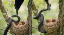 Brave-bird-saves-chick-from-snake-attack