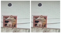 monkey-on-electric-wires-funny-video-goes-viral