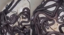Snake-rescue-in-mandsaur-shocks-locals