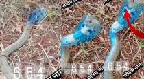 Blue-cobra-snake-shocks-farmer-in-field-viral-video