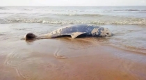 Dolphin-death-kodiyakarai-coast