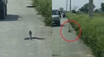 Snake-vs-mongoose-fight-viral-video-auraiya