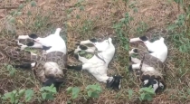 Mountain-snake-attacks-goat-kovai
