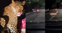 Leopard-attack-alipiri-tirupati