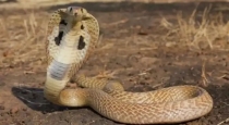 female-snake-creates-panic-up