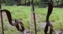 Rare-cobra-sighting-lalitpur-up