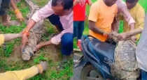 Uttar-pradesh-crocodile-rescue