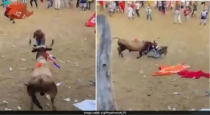 Colombia-bull-attack-death
