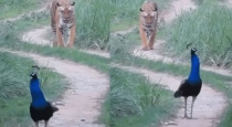 independence-day-tiger-peacock-rare-video