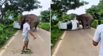 assam-elephant-attacks-car