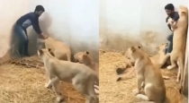 lion-attack-zoo-video-viral