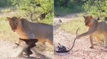 lion-snake-eagle-viral-video