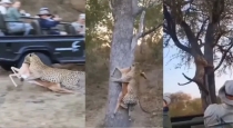 cheetah-hunting-viral-video
