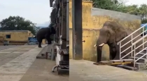 wild-elephant-temple-viral-video