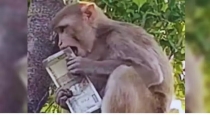 monkey-money-rain-prayagraj-up