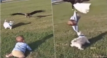 eagle-attack-dog-saves-child-instagram-video
