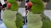 miyan-mithu-talking-parrot-viral-video