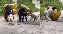 dog-helps-old-woman-viral-video