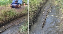 trichy-crocodile-rescue-in-banana-farm