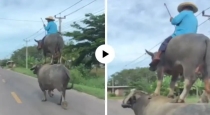 man-rides-on-two-buffaloes-viral-video