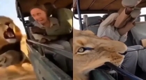 lion-jump-safari-viral-video