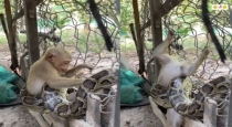 monkey-python-attack-viral-video