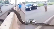 giant-snake-crosses-road-viral-video