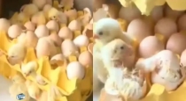 family-returns-to-surprise-viral-chicks-video