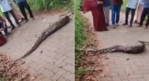 wayanad-giant-python-crosses-road-after-swallowing-deer