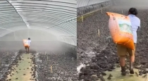 Frog-farming-viral-video-trending-world