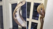 Snake-peeping-through-kitchen-window-viral-video