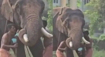 Kerala-harippad-temple-elephant-baby-incident
