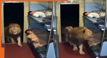 Lion-enters-train-station-viral-video-shock