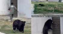 Zoo-bear-attack-employee-narrow-escape-viral-video