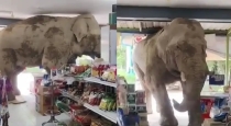 Wild-elephant-enters-thailand-shop-eats-snacks-video-vi