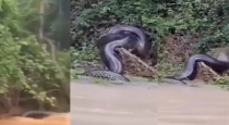 giant-anaconda-spotted-amazon-river-viral-video
