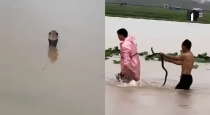 China-flood-snake-farm-snakes-rescue-operation
