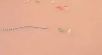 China-flood-snake-farm-cobra-escape