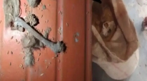 Animal-bones-found-in-ration-wheat-madhya-pradesh