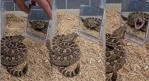 Snake-reaction-to-mirror-viral-video