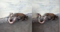 Frog-swallows-small-snake-viral-video