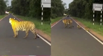 Tadoba-tigress-cubs-road-crossing-viral-video